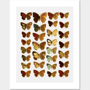 butterfly Posters and Art